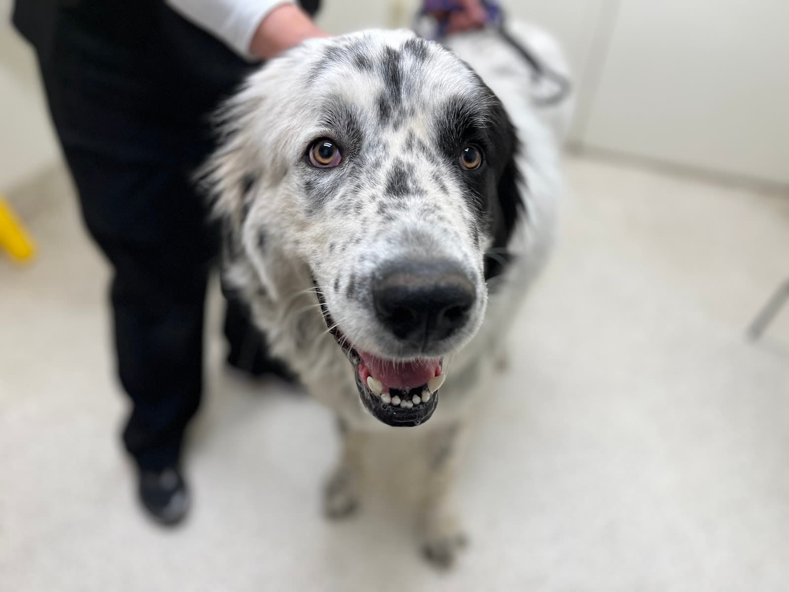 FACE Low-Cost Animal Clinic