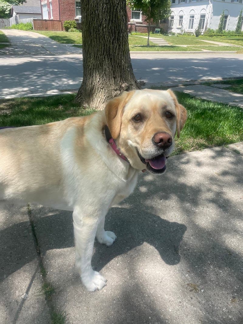 Milwaukee Pet Services