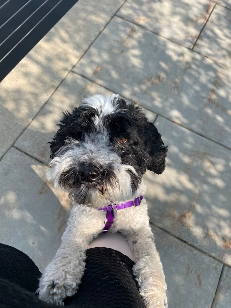 Milwaukee Pet Services photo 3