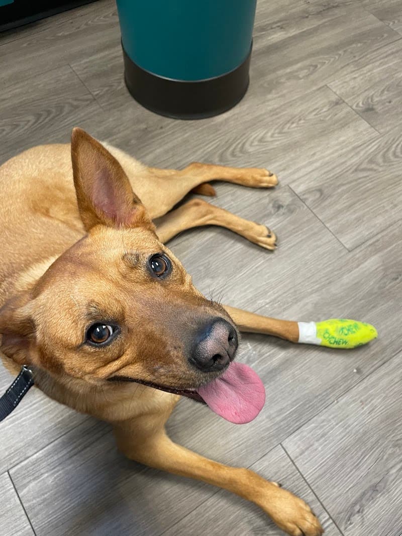 Golden Valley Animal Hospital photo 2