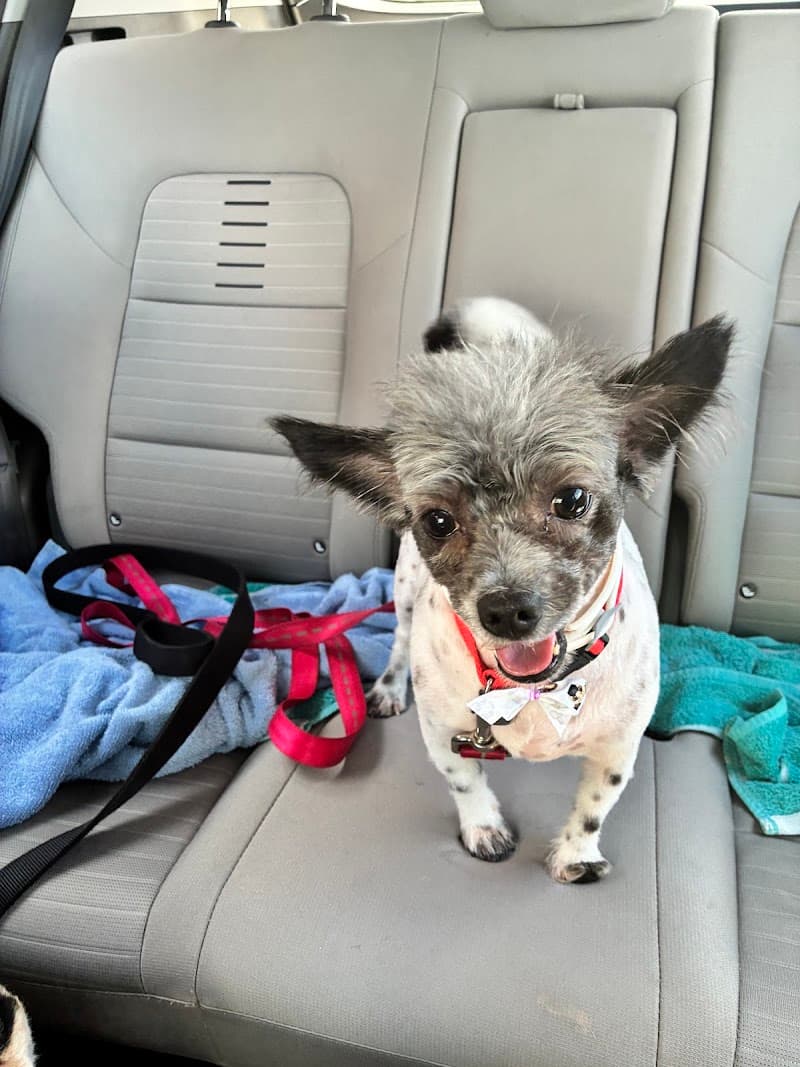 Fido's Gotta Go