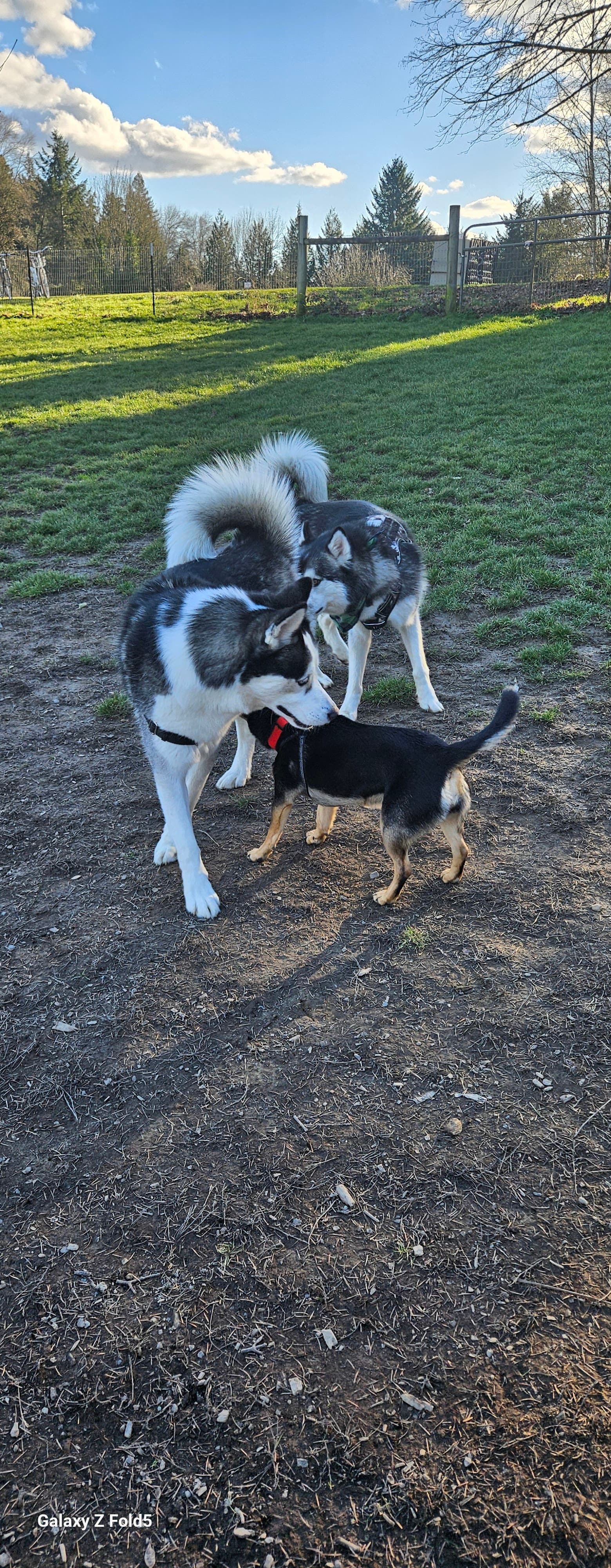 Fenced Off-Leash Dog Park