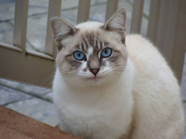 Feral Cat Coalition of Oregon