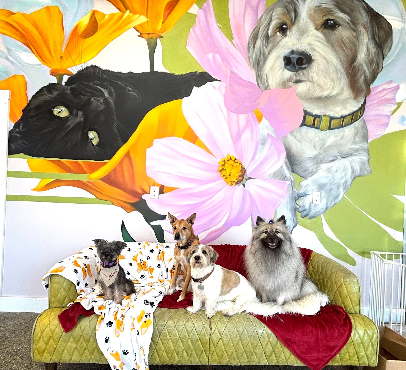 Fetch Dog Spa