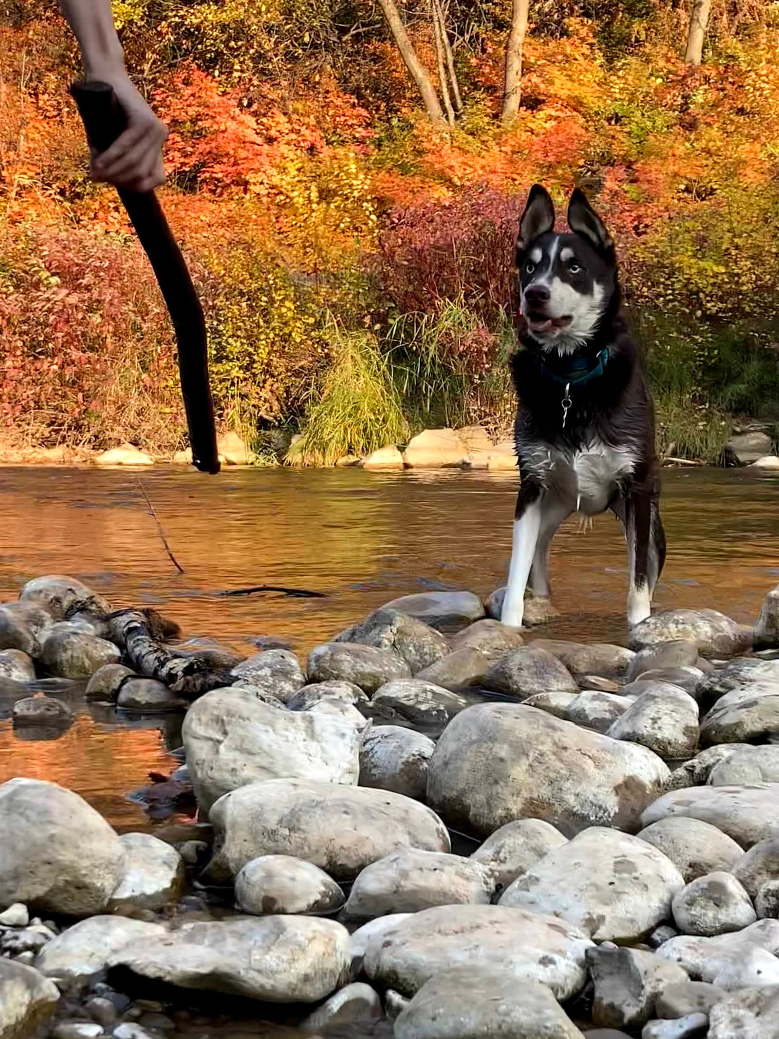 Fetch Pets Atlanta