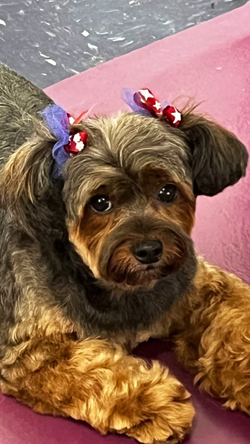 Gail's Groomerie