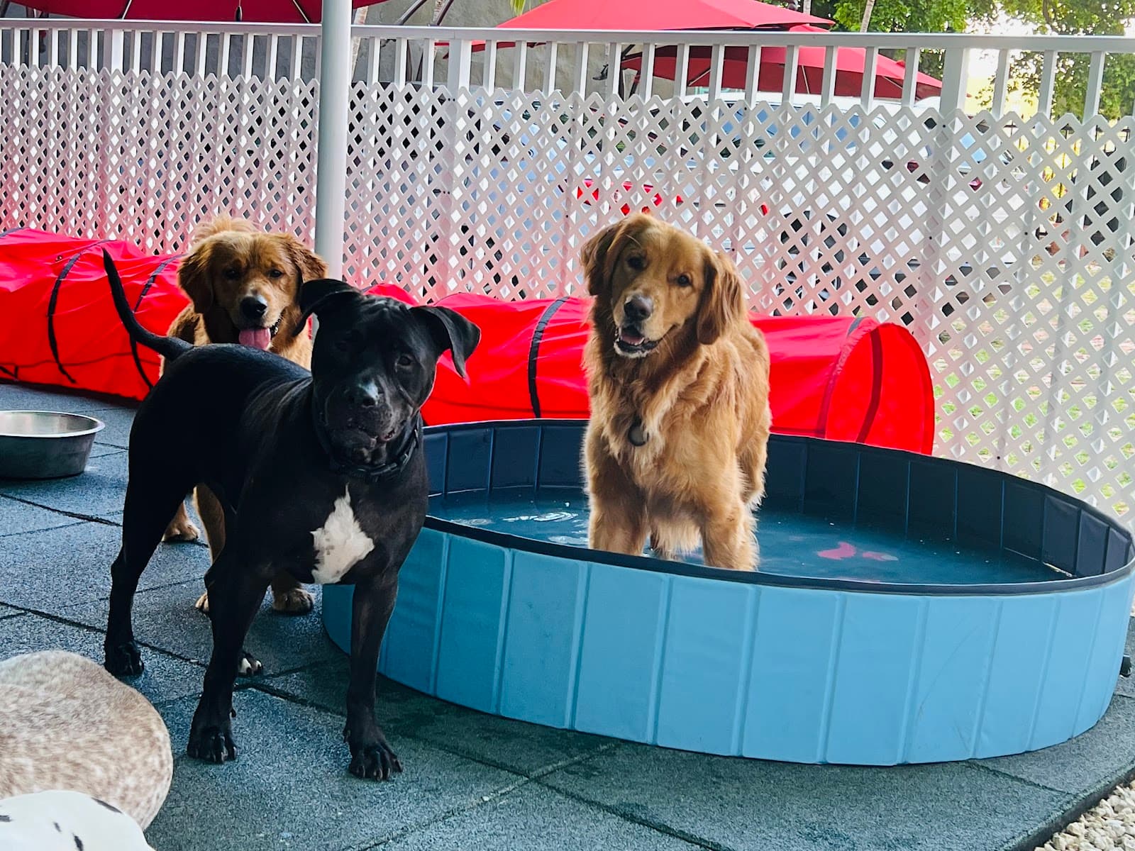 Fifi's Urban Dogs