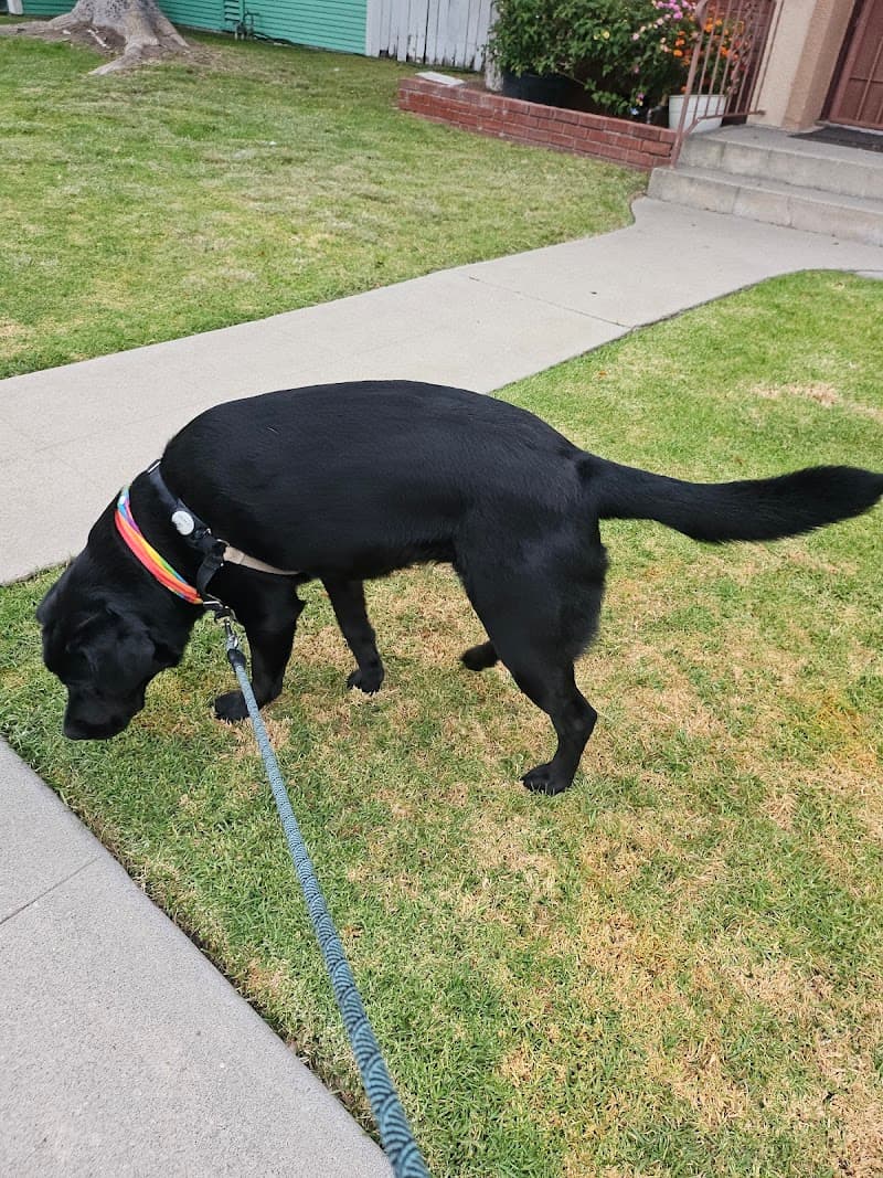 Finest City Pet Sitting LLC photo 2