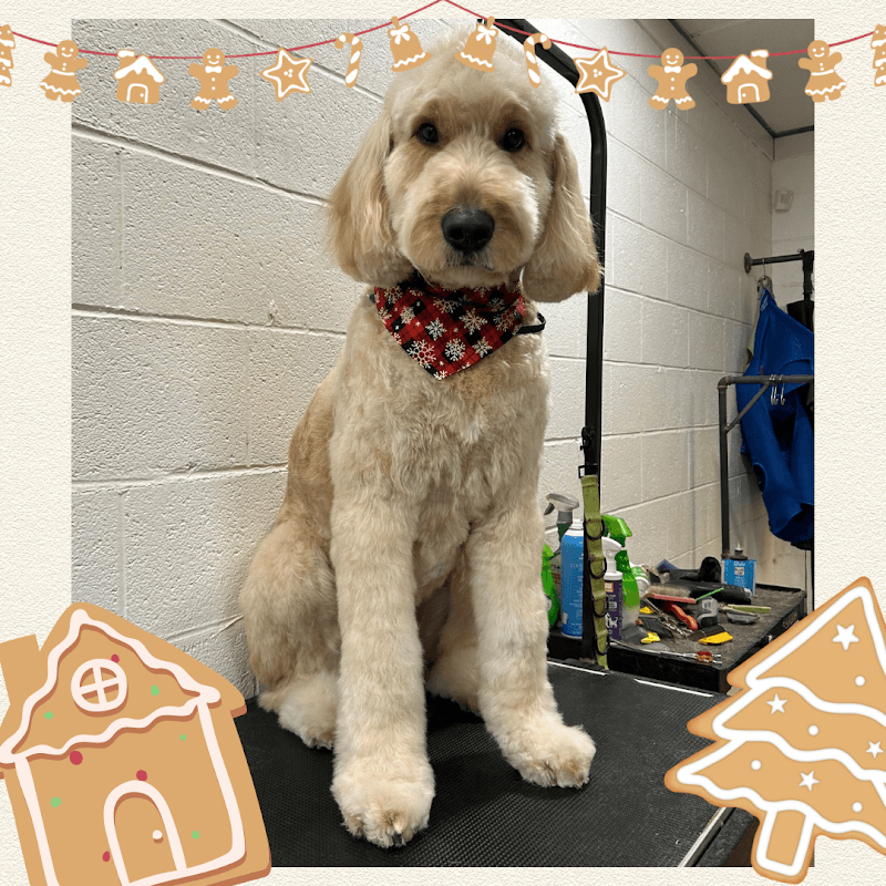 Fluff ‘n’ Buff Dog Grooming photo 2