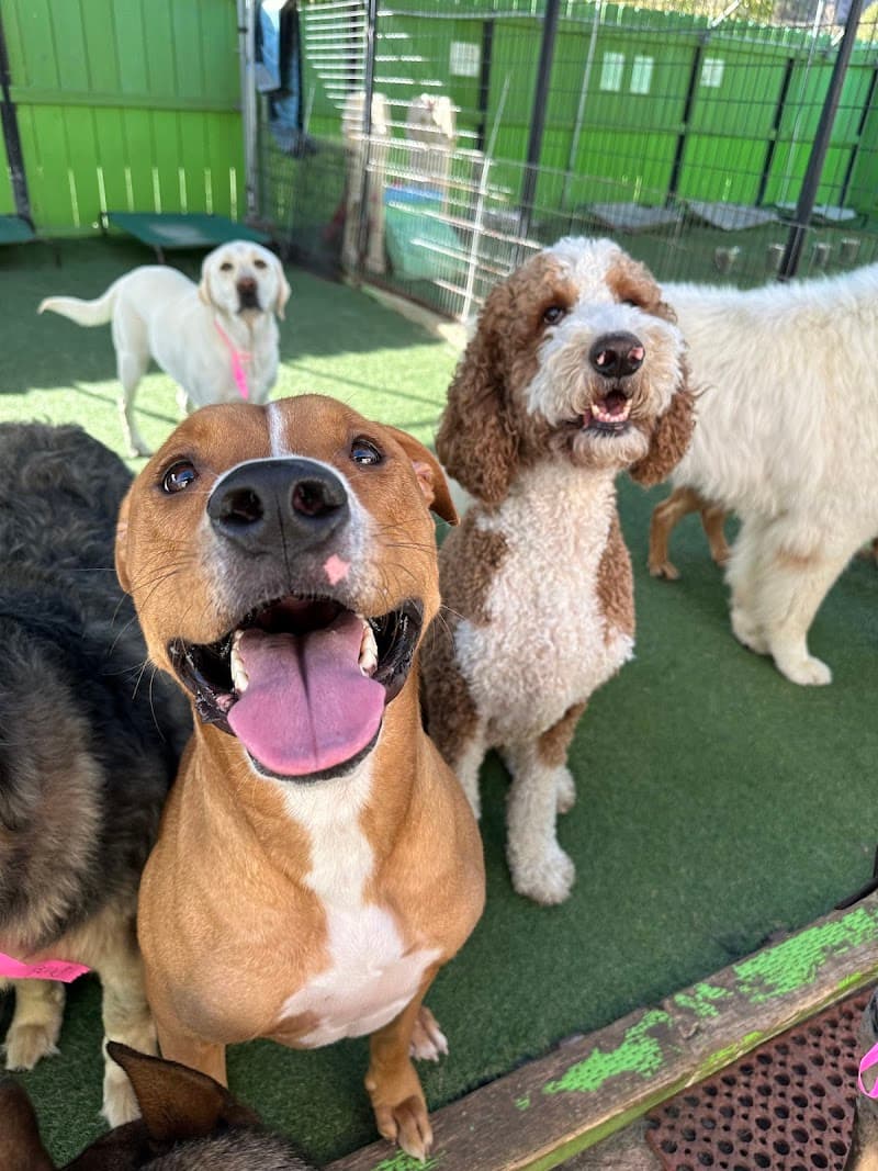 Fon Jon Dog Boarding and Daycare of San Diego photo 3