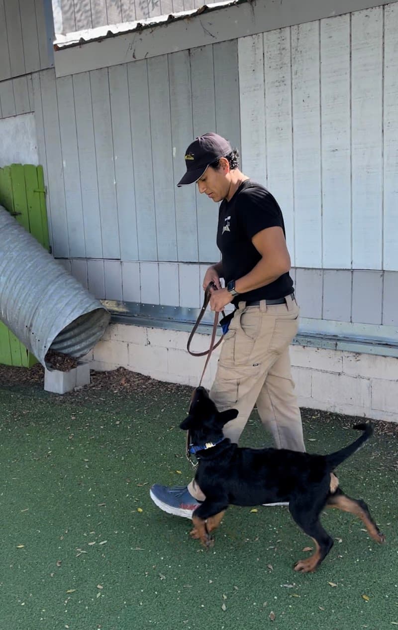 Fon's Canines Professional Dog Training and Sales photo 3