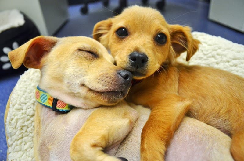 Foothills Animal Shelter photo 2