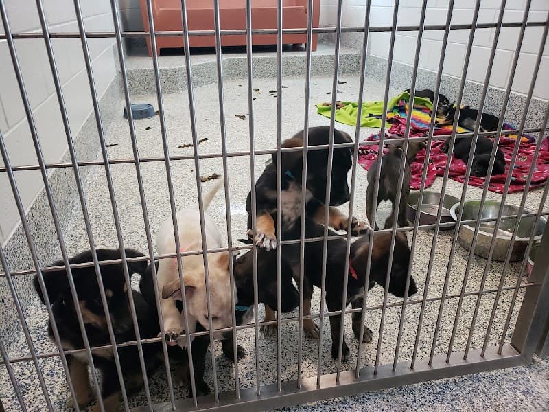 Foothills Animal Shelter photo 5