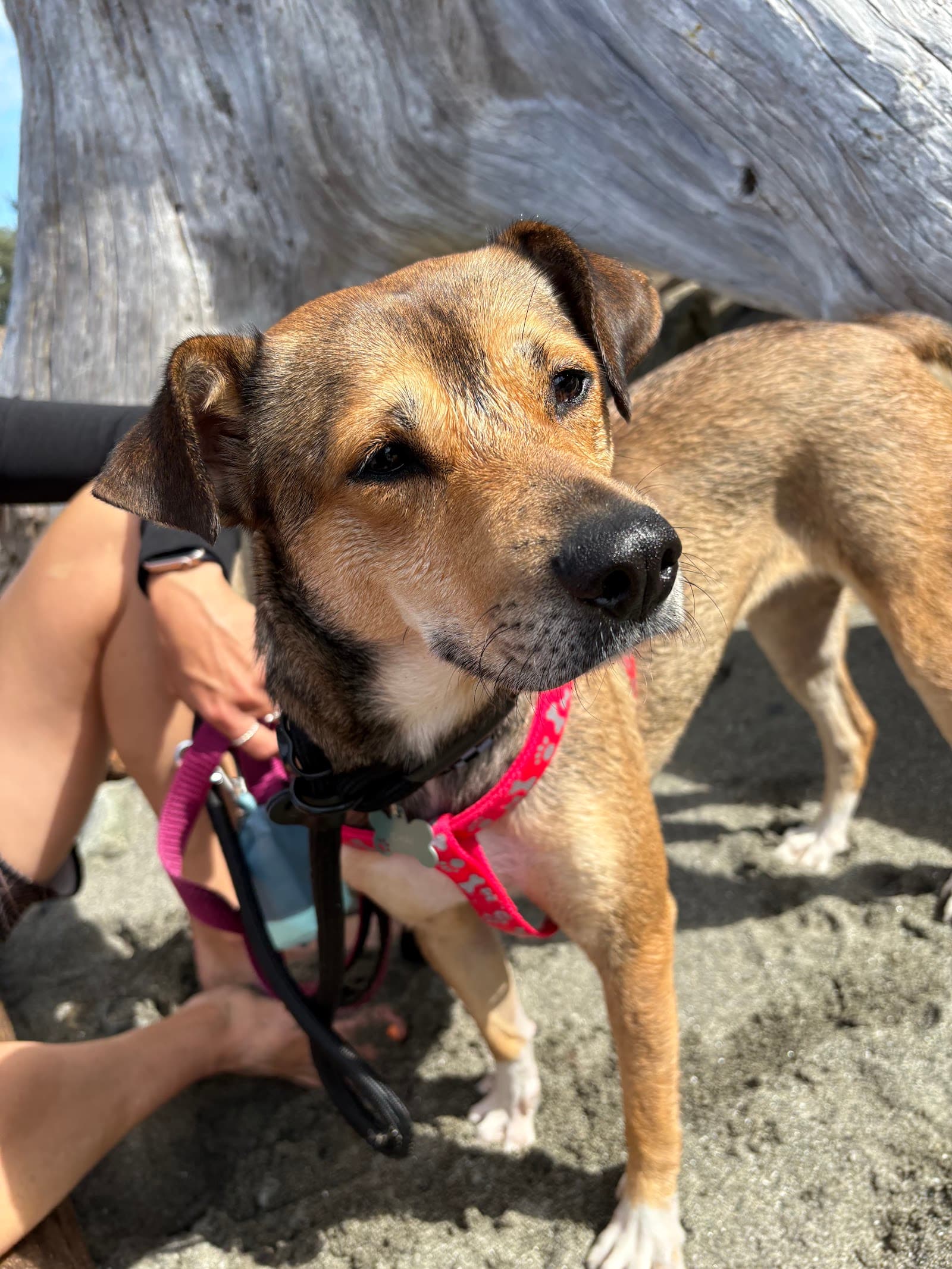 Forever Home Dog Rescue