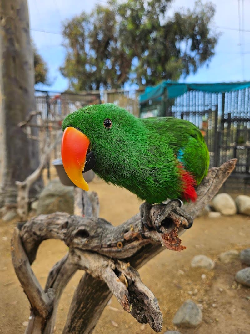 Free Flight