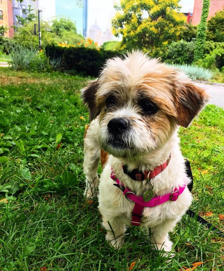 Friends of Rosebud Dog Services