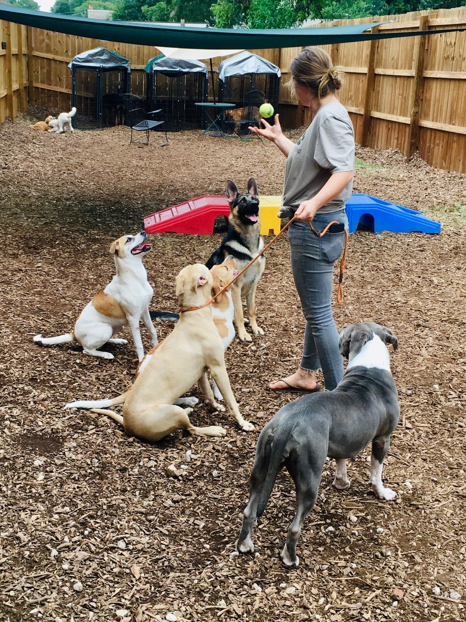 Frogs to Dogs, Training & Pet Care