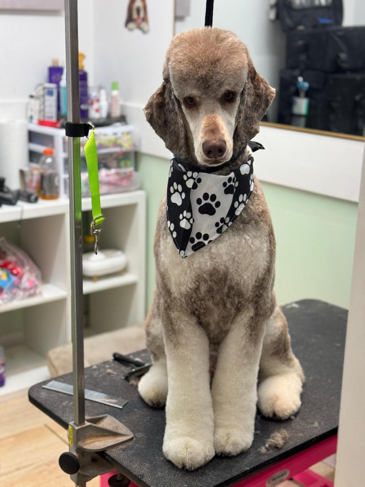 Fur Baby Spaw Midtown
