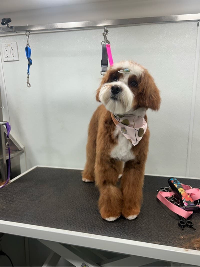 Furbubble Mobile Dog Grooming photo 5