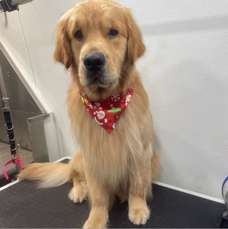 Furbubble Mobile Dog Grooming photo 6