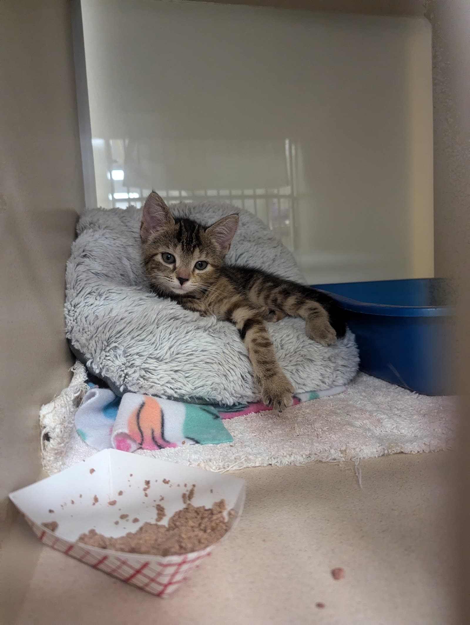 Furkids Pet Adoption & Community Resource Center