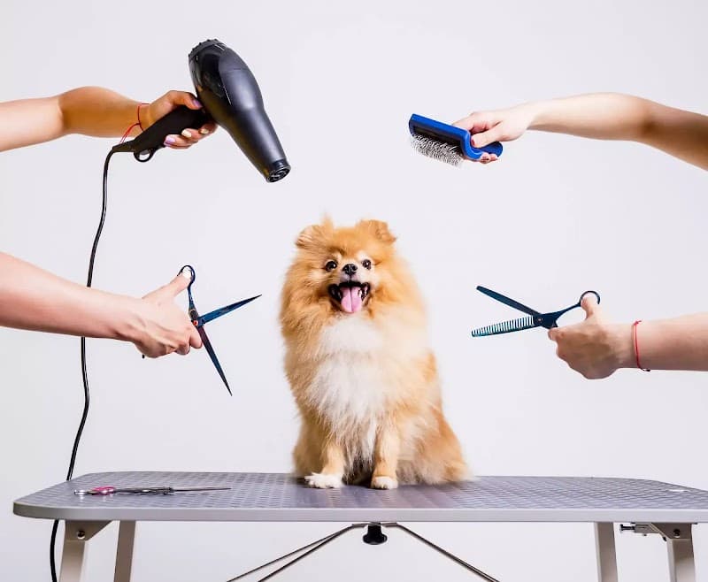Furry Land Mobile Grooming Denver photo 4