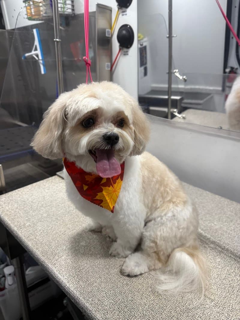 Furry Land Mobile Grooming Denver photo 5
