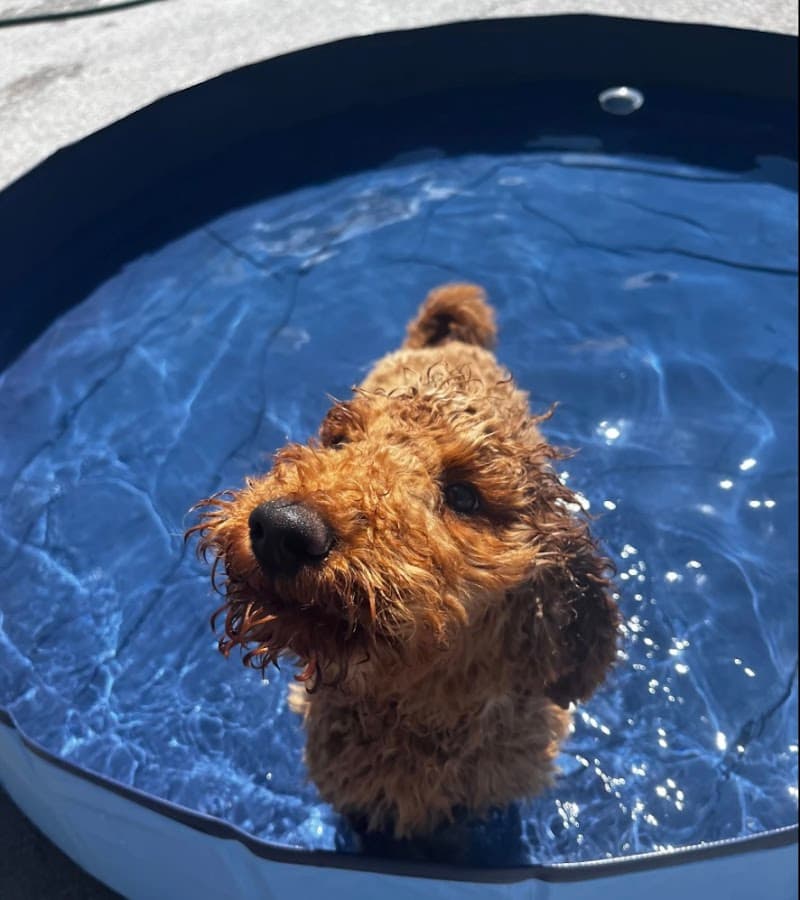 Furry Pet Resort photo 3
