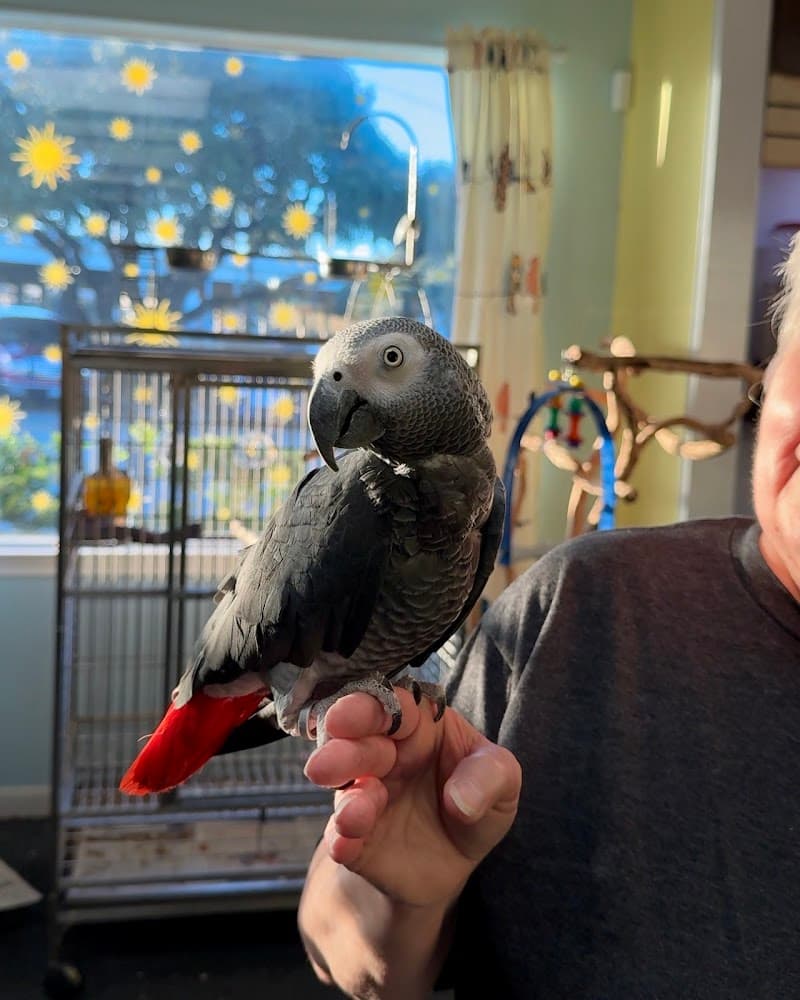 Gallery of Pets photo 3