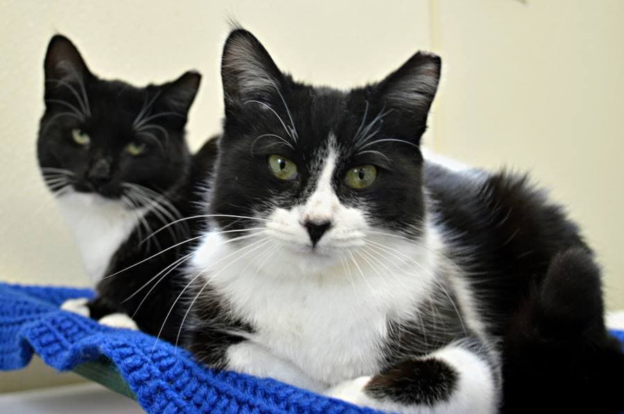 Gifford Cat Shelter