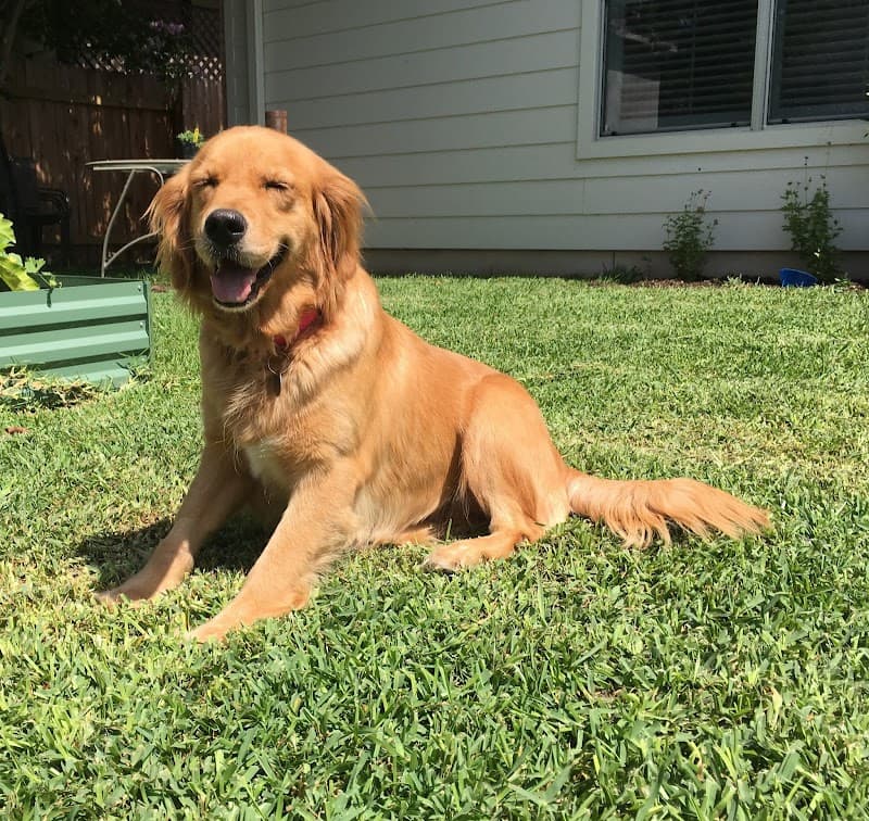 Gold Ribbon Rescue photo 2