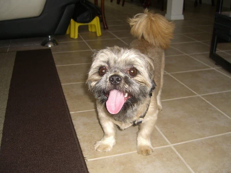 Good Vibes Pet Sitting