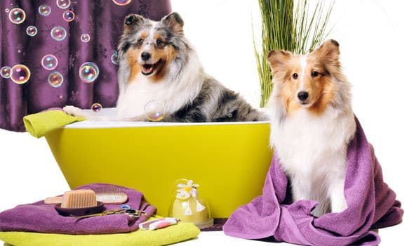 Goode Dog Spa photo 2