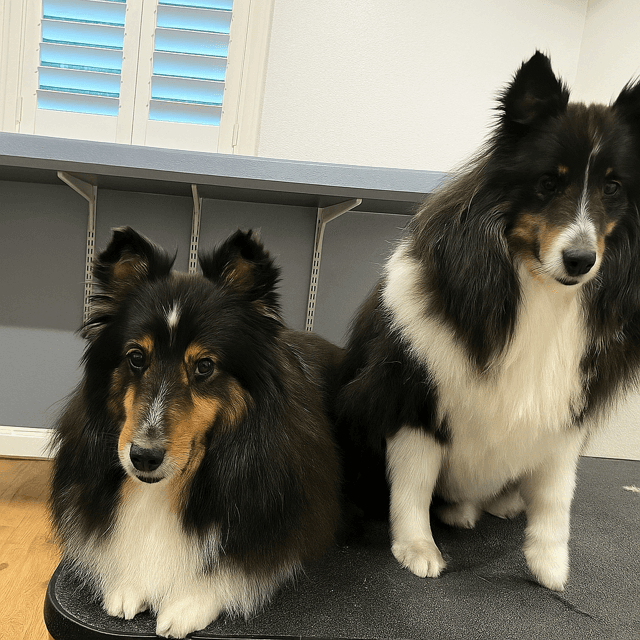 Goode Dog Spa photo 3