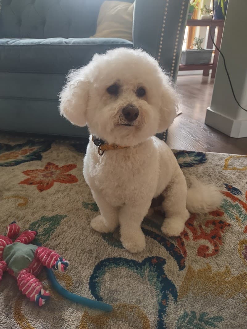 Goode Dog Spa photo 6