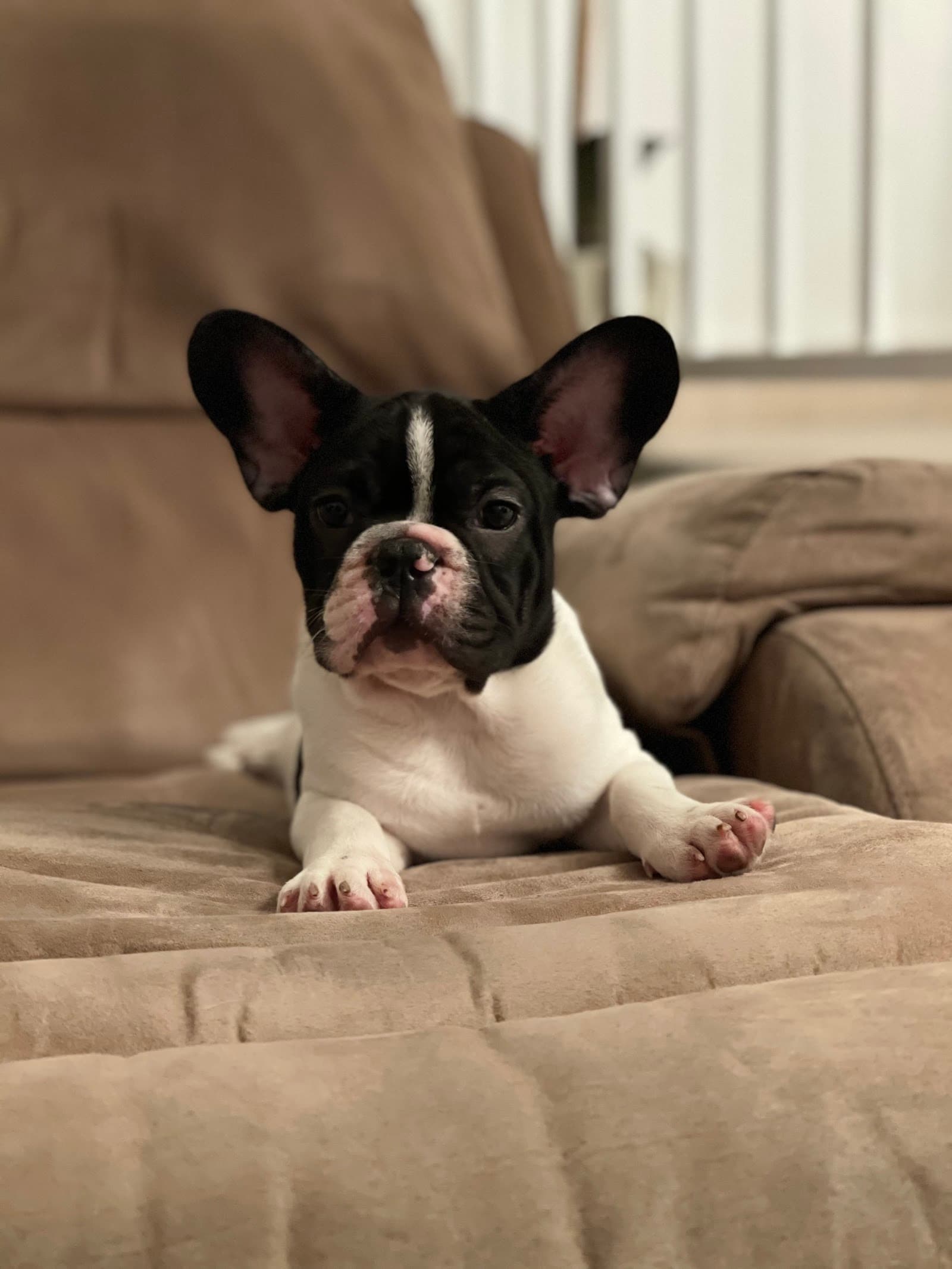 @GorgeousPuppies_ and @puppiesg_ (instagram)/puppies for sale in miami
