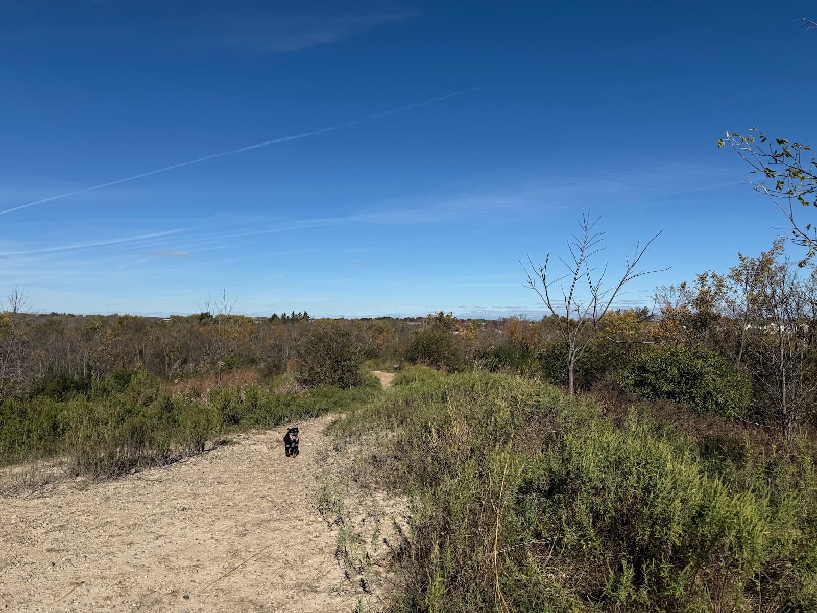 Granville Dog Park