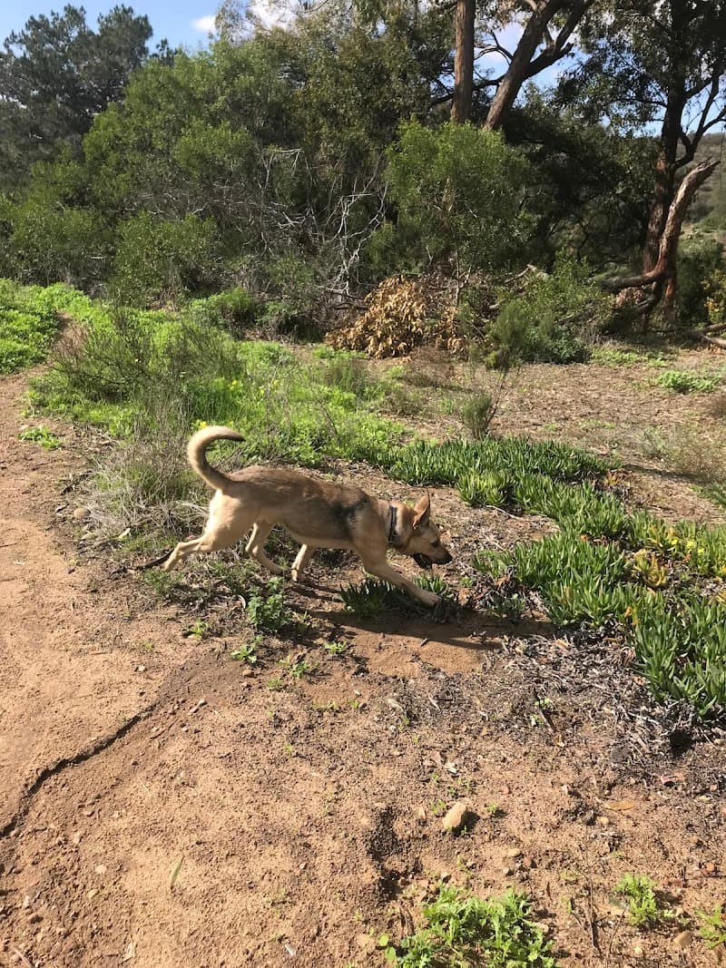 Grape Street Dog Park photo 3