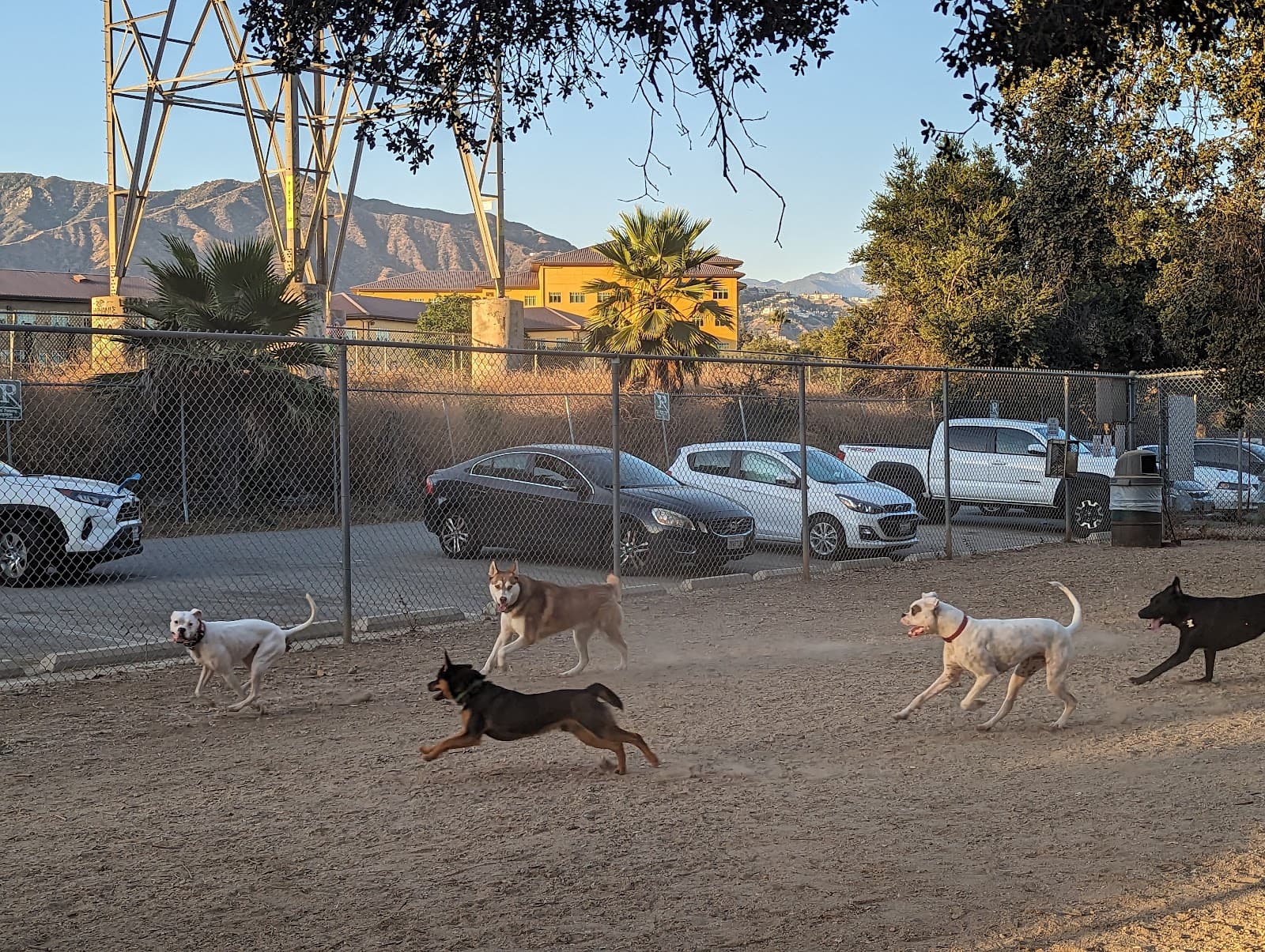 Griffith Park Dog Park