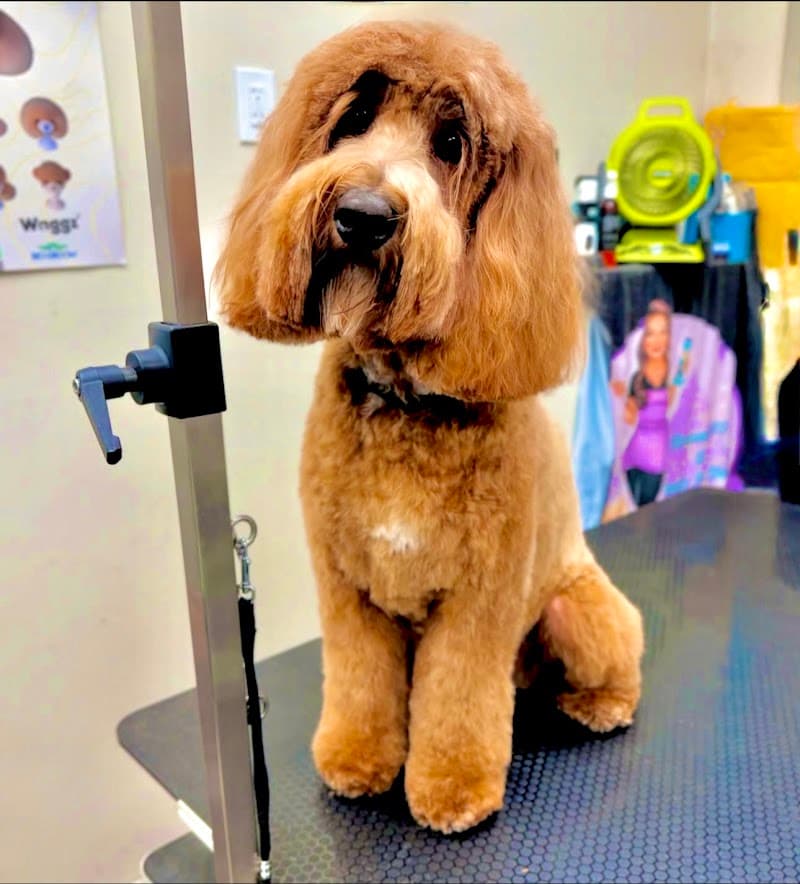 Groomer19 & Friends Pet Salon photo 2