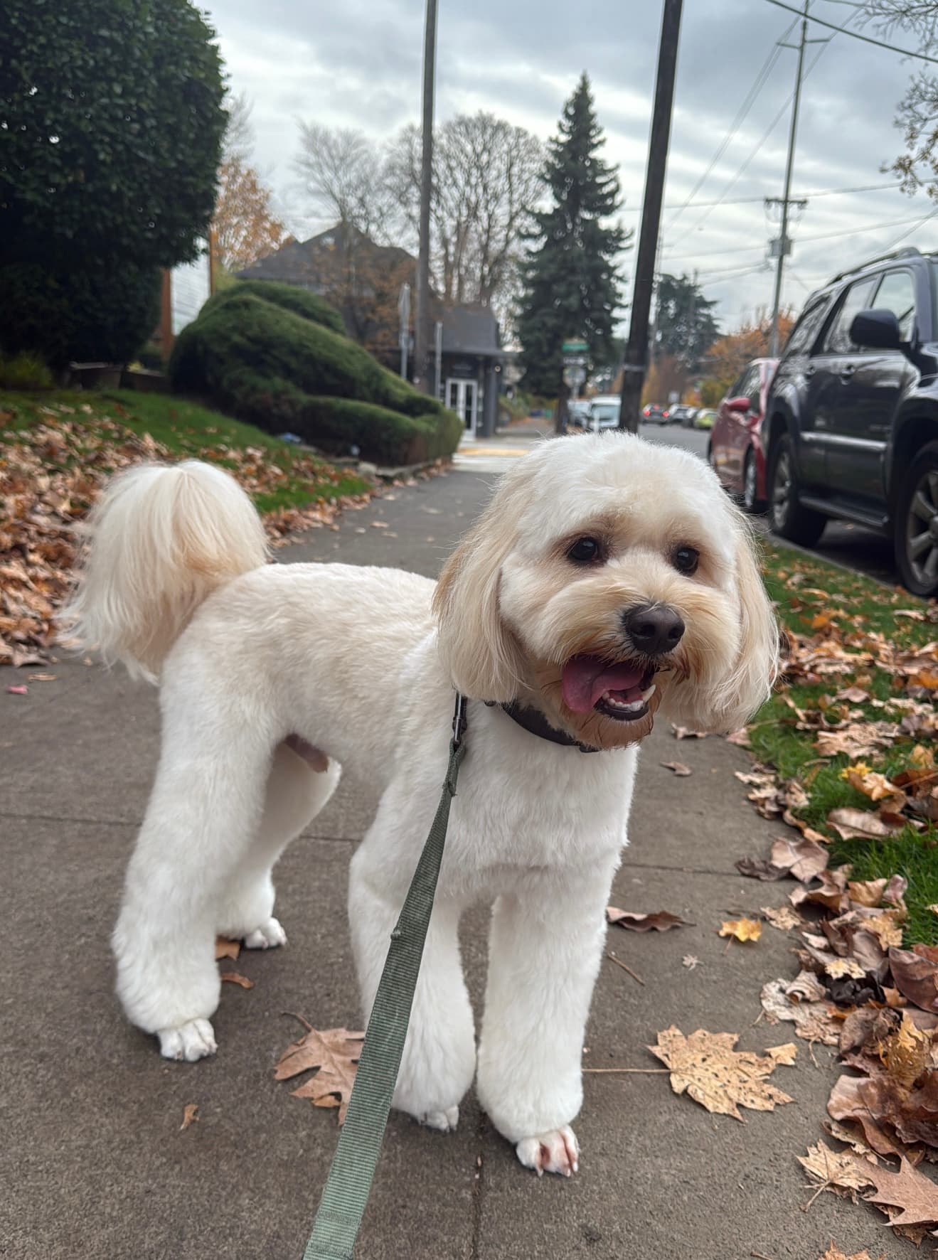 Grooming Arts Northwest