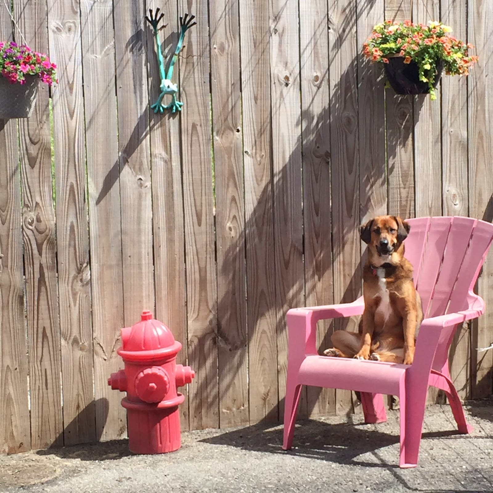Hair of the Dog Pet Salon
