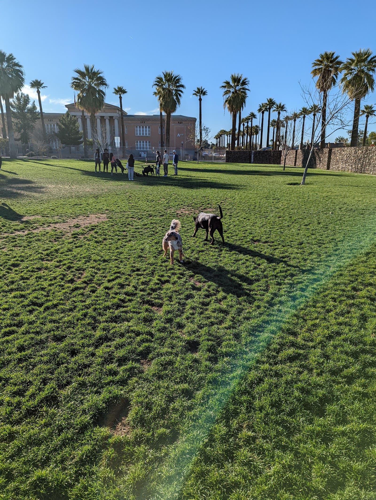 Hance Large Park Dog Park
