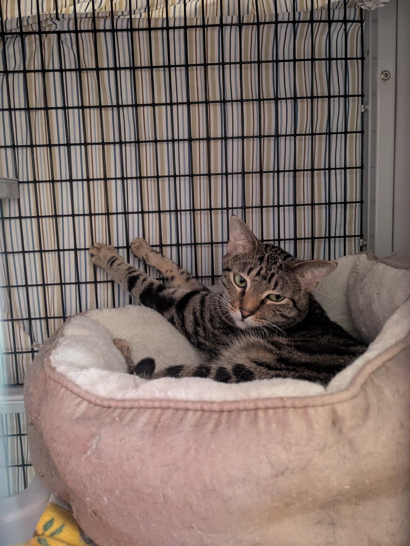 Happy Endings No Kill Cat Shelter