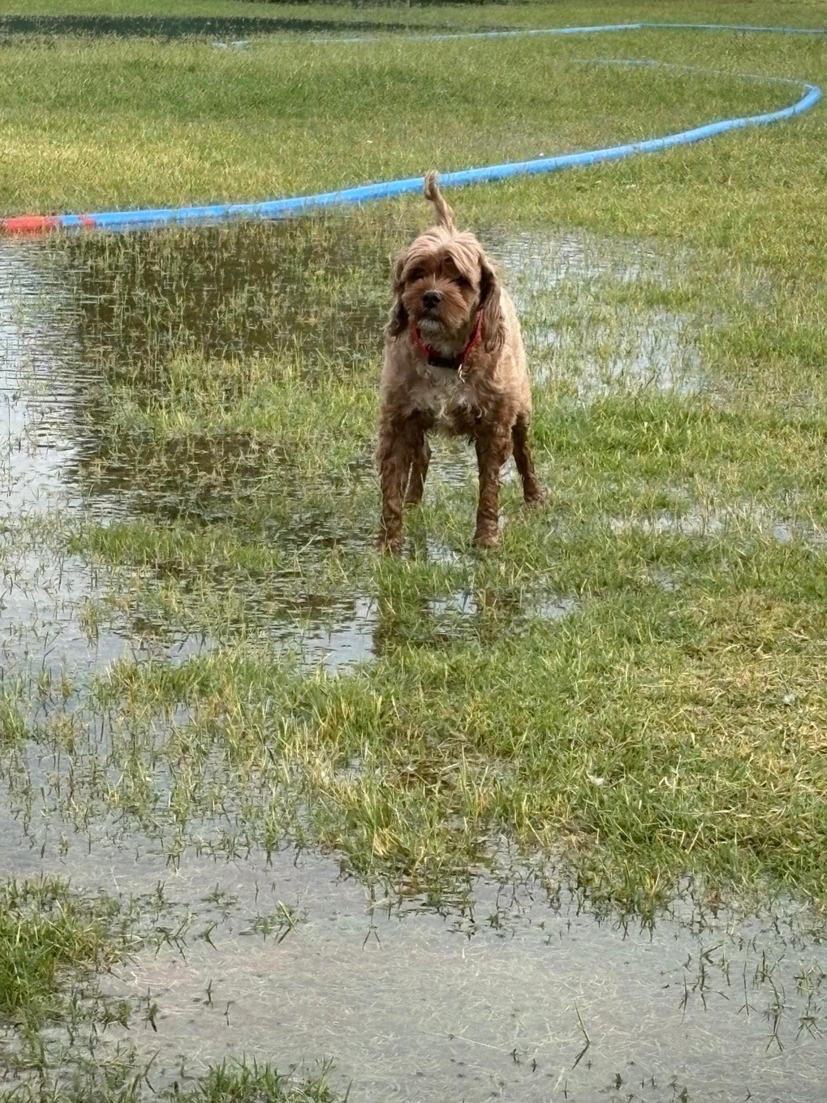Happy Farmhouse Pet Boarding