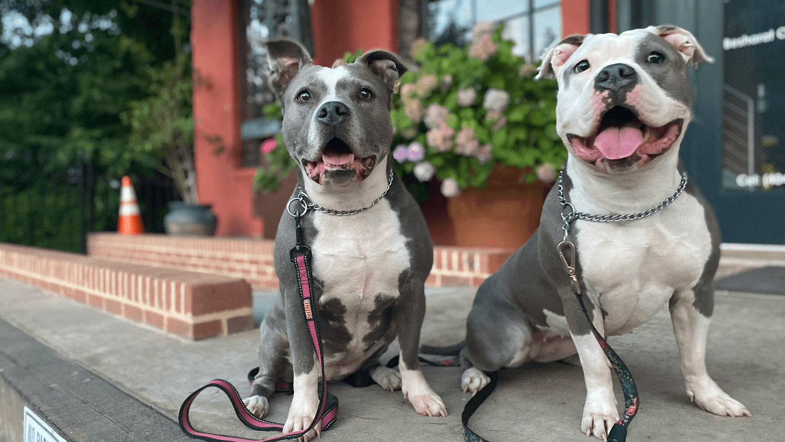 Happy Hearts Pet Care Services