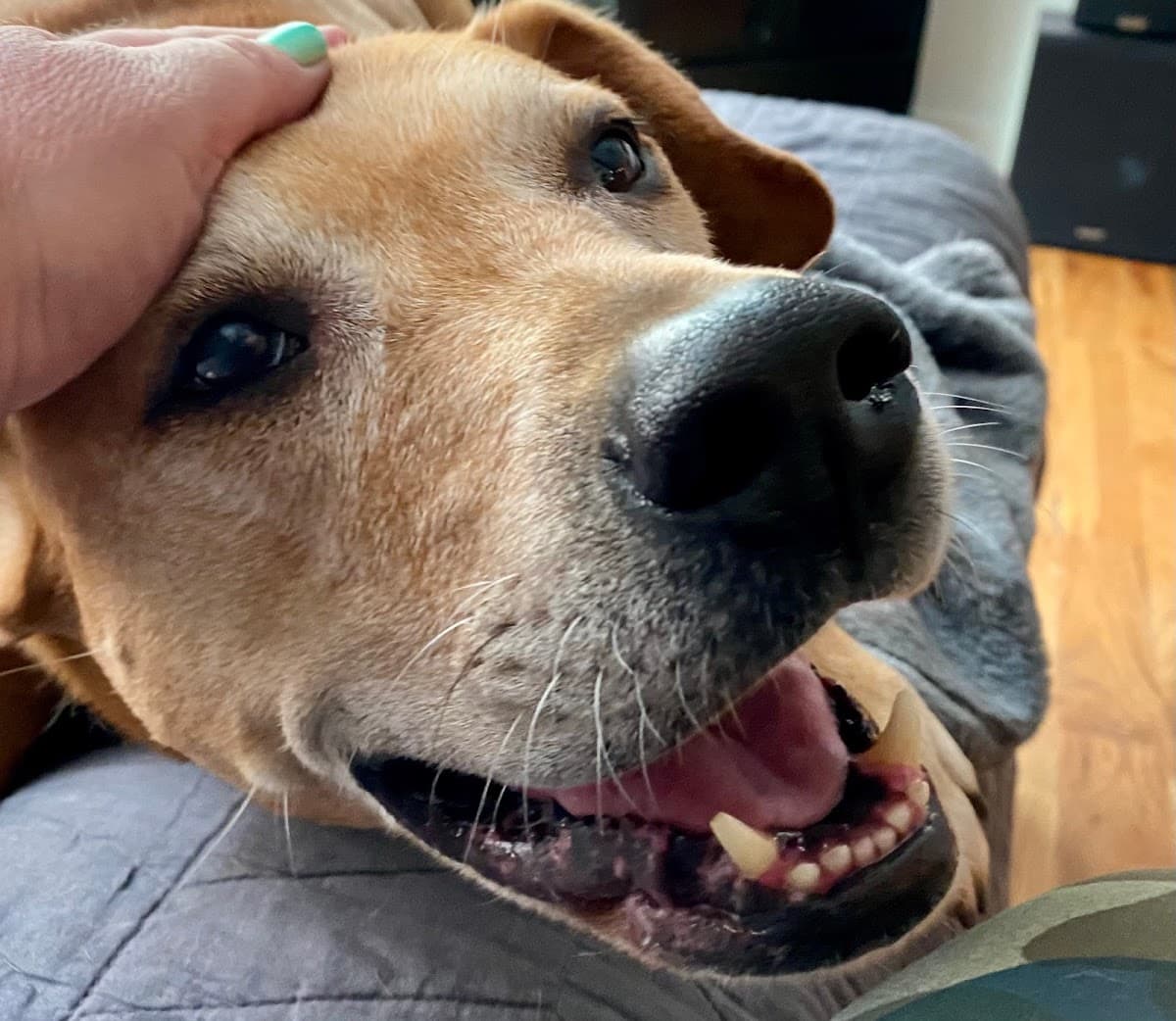 Happy Puppy photo 2