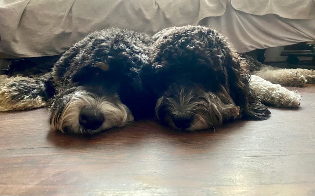 Happy Puppy photo 3