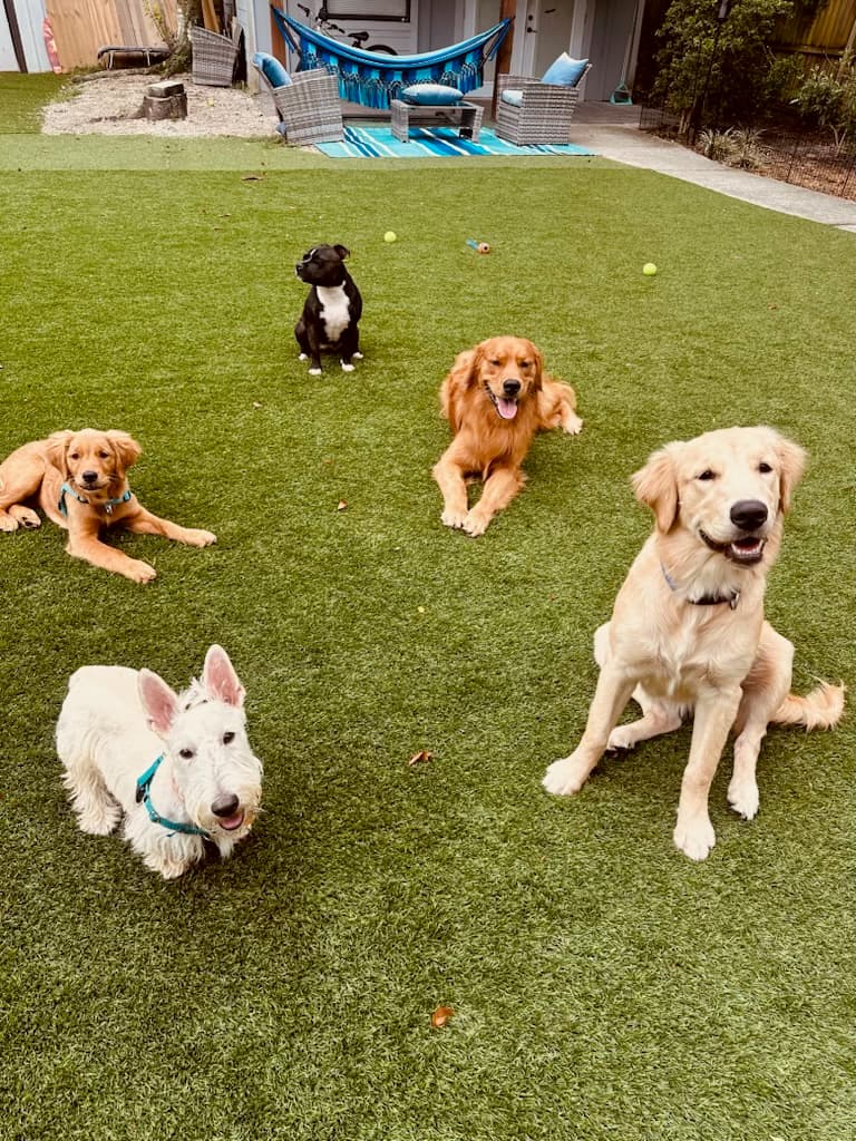 Happy Pups Playhouse