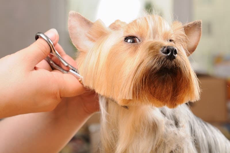 Happy Spa Dogs Mobile Grooming